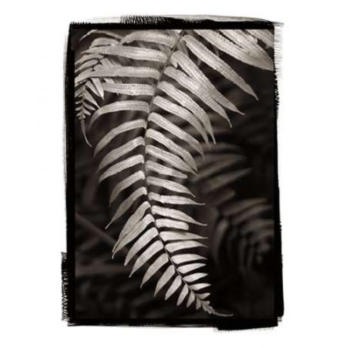 Fern II v2 Poster Print by Debra Van Swearingen-VARPDX24280 Image 2