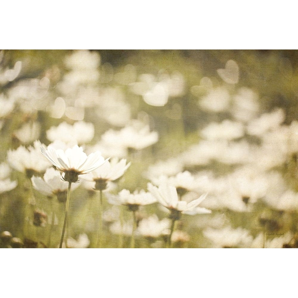 Daisies I Poster Print - Elizabeth Urquhart-VARPDX24293 Image 1