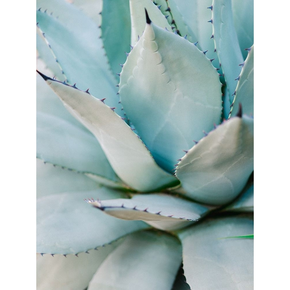 Succulent Green Poster Print - Raisa Zwart-VARPDX2434539 Image 1