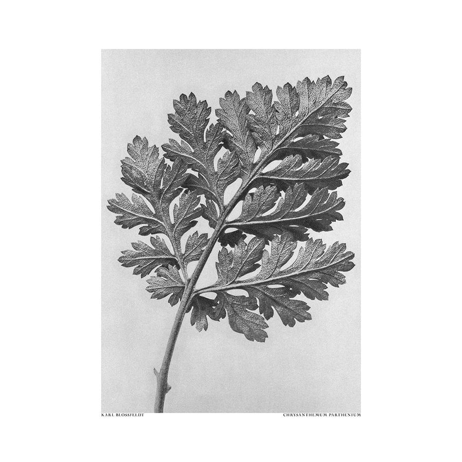 Chrysanthemum Parthenium Poster Print - Pictufy-VARPDX2440059 Image 1