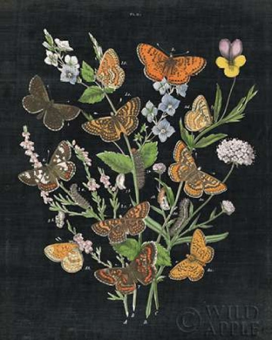 Butterfly Bouquet on Black I Poster Print by Wild Apple Portfolio-VARPDX24439 Image 1