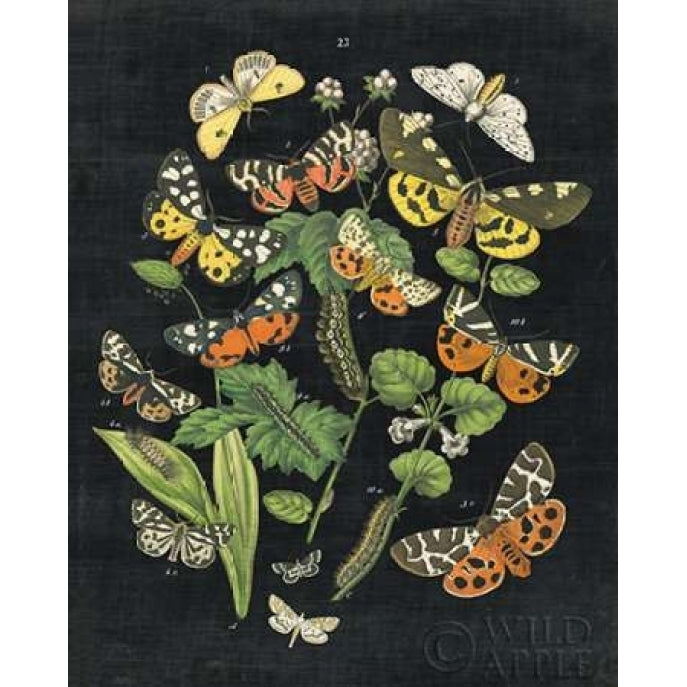 Butterfly Bouquet on Black IV Poster Print by Wild Apple Portfolio-VARPDX24442 Image 1