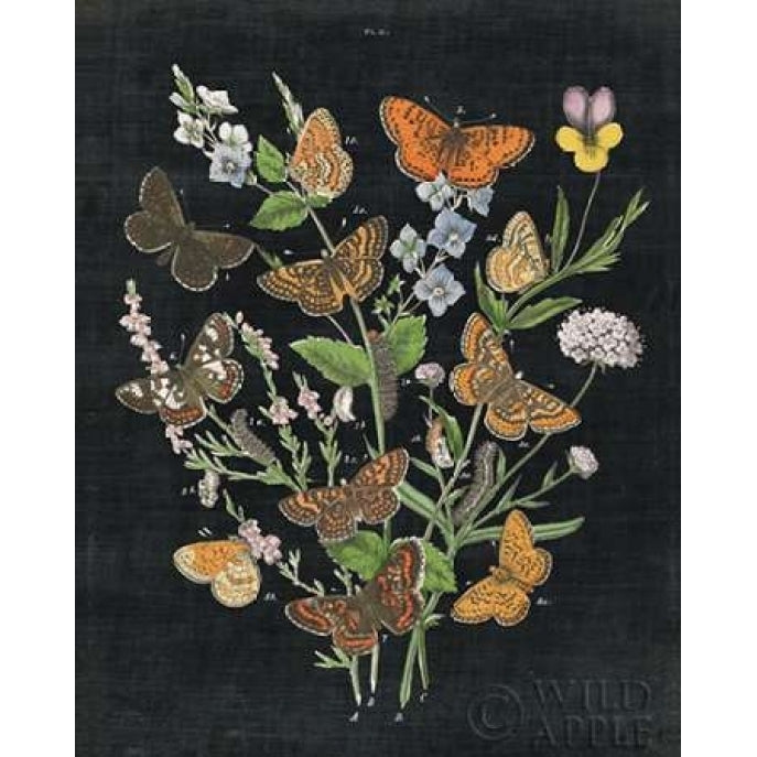 Butterfly Bouquet on Black I Poster Print by Wild Apple Portfolio-VARPDX24439 Image 2