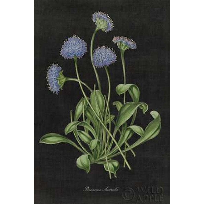 Botanical on Black Chart VII Poster Print by Wild Apple Portfolio-VARPDX24478 Image 2