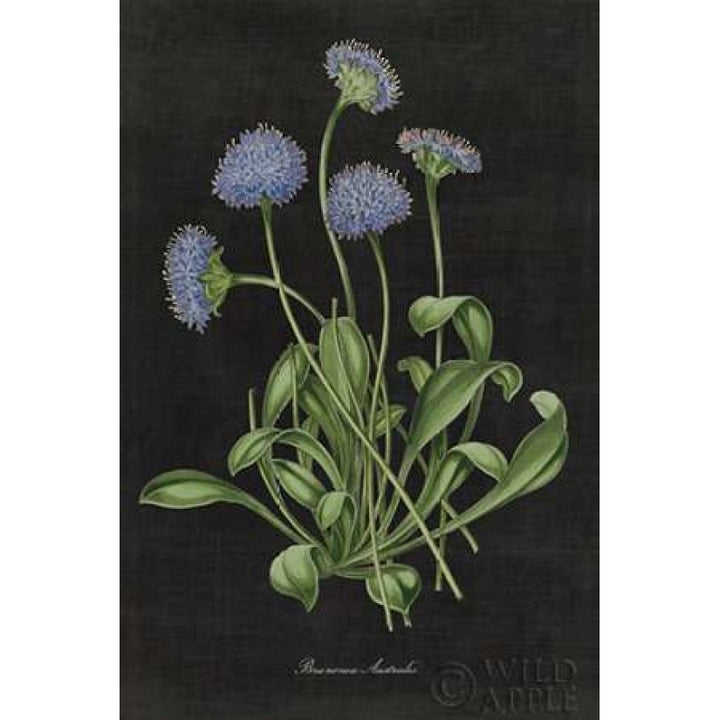 Botanical on Black Chart VII Poster Print by Wild Apple Portfolio-VARPDX24478 Image 1