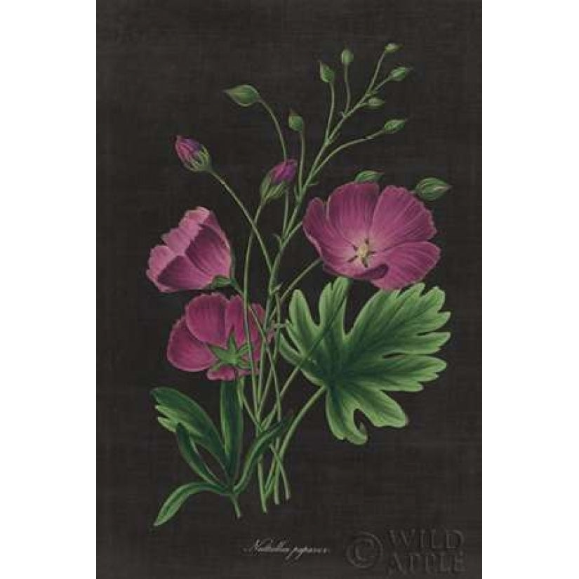 Botanical on Black Chart XIII Poster Print by Wild Apple Portfolio-VARPDX24480 Image 2