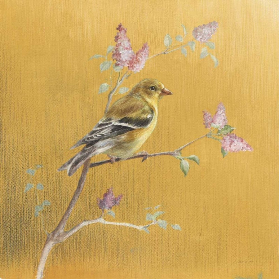 Female Goldfinch on Gold by Danhui Nai-VARPDX24627 Image 1