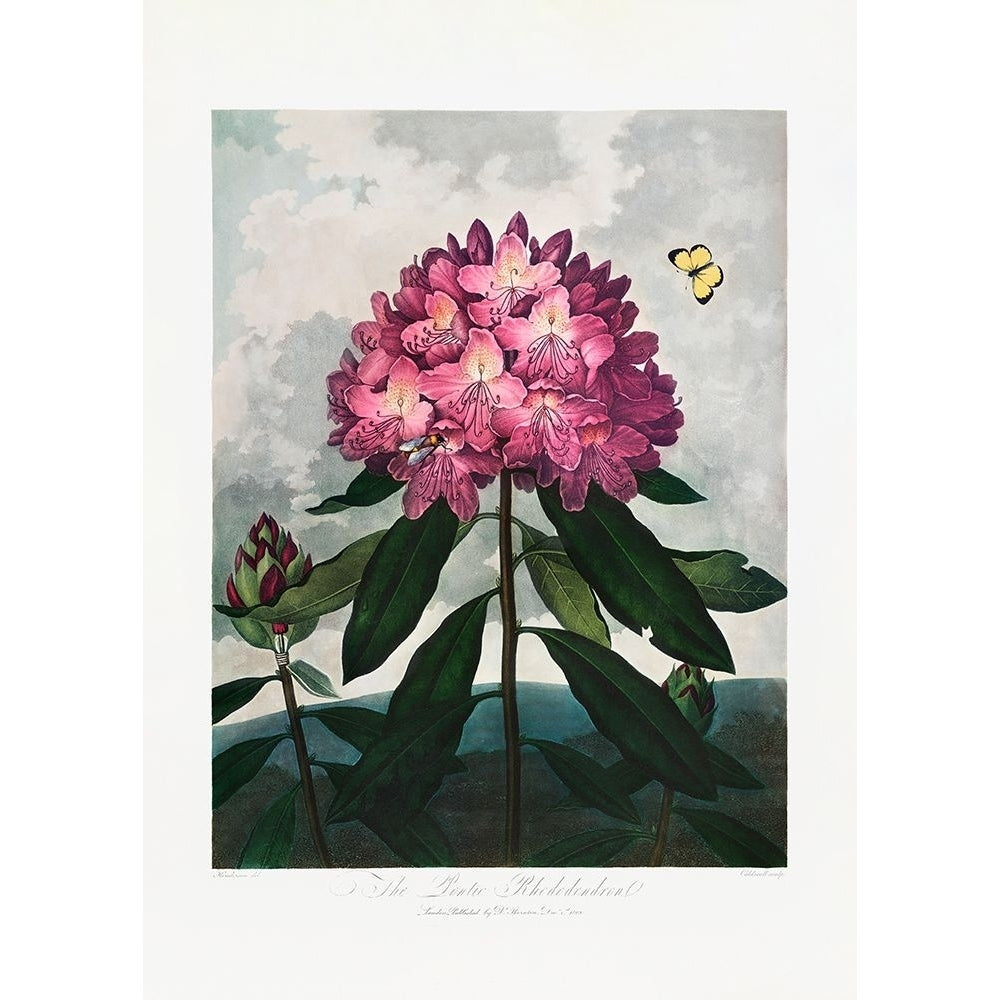 The Pontic Rhododendron from The Temple of Flora-VARPDX2476842 Image 1