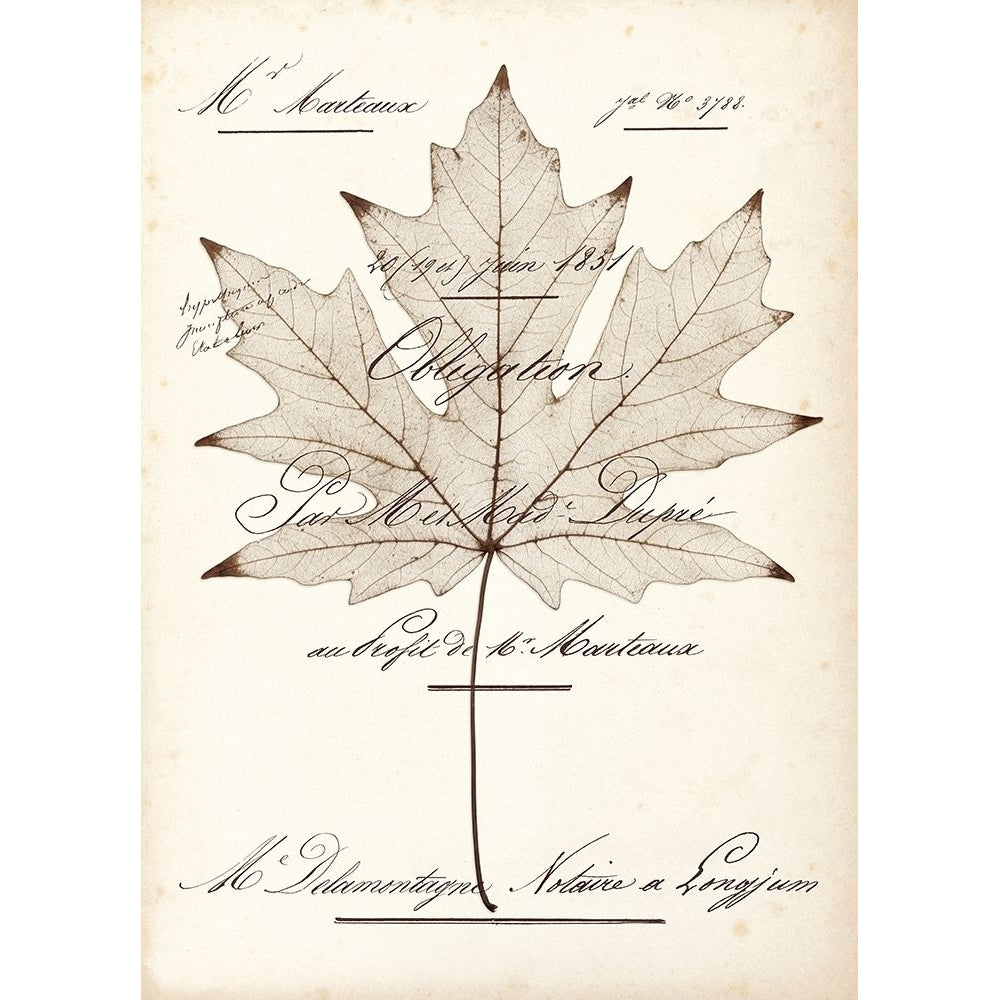 Maple Document Poster Print by Booker Morey-VARPDX248MOR1012 Image 1