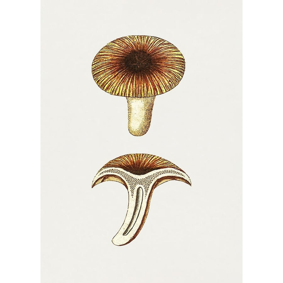 Vintage Chanterelles Edible Mushroom Poster Print - Pictufy-VARPDX2493178 Image 1