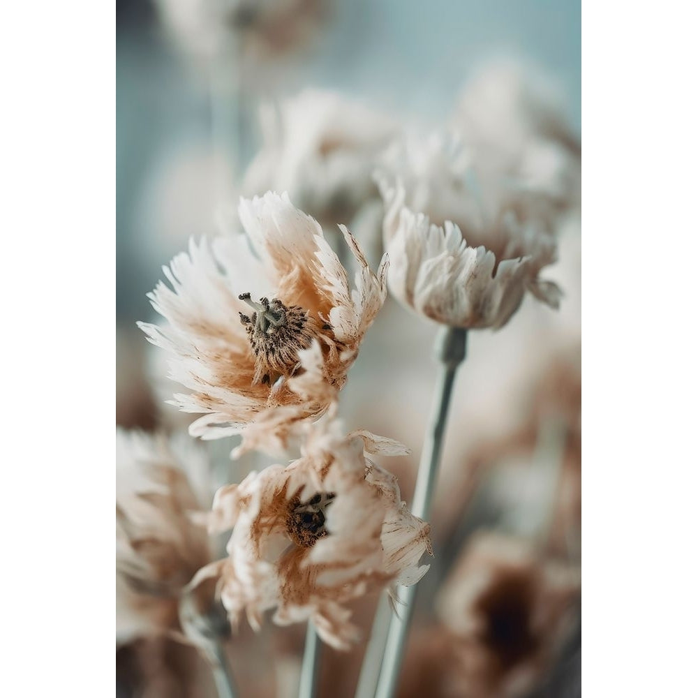 Dry Pastel Flowers No 3 Poster Print - Treechild-VARPDX2496936 Image 1