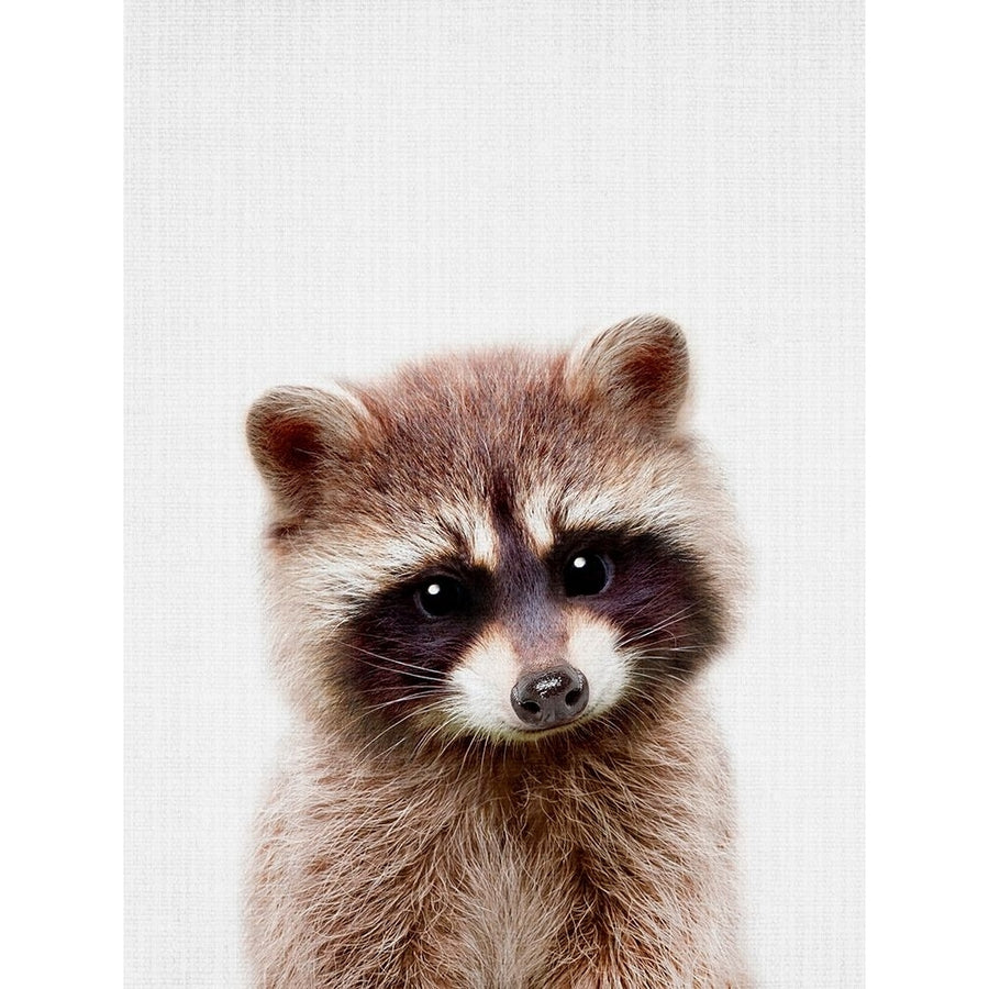 Peekaboo Raccoon Poster Print - Lola Peacock-VARPDX2497424 Image 1