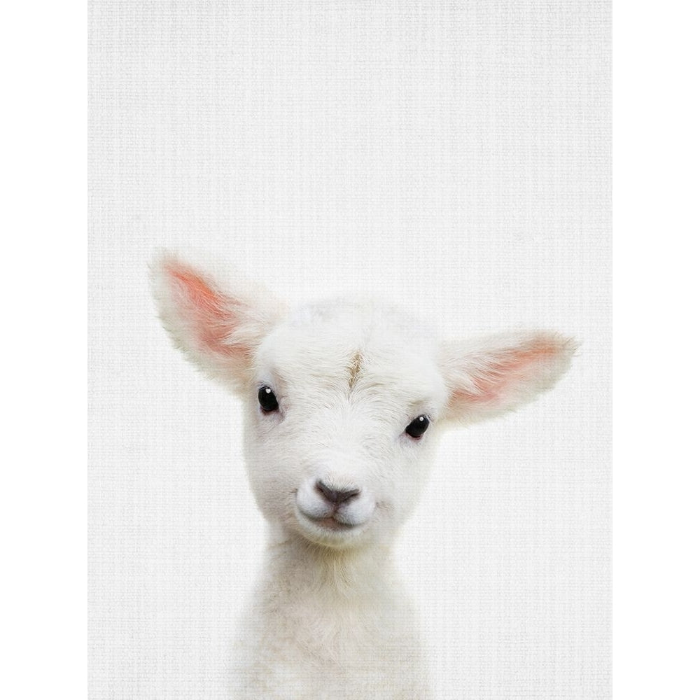 Peekaboo Baby Sheep Poster Print - Lola Peacock-VARPDX2501265 Image 1