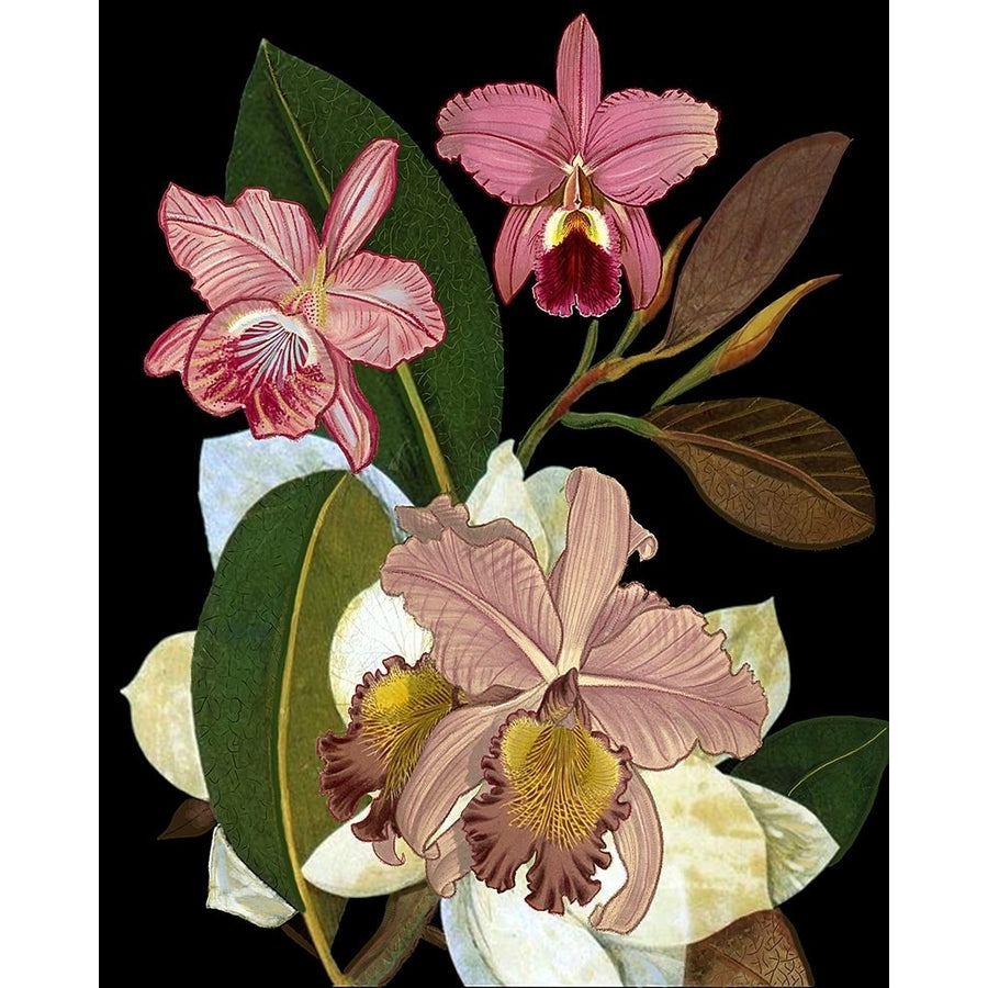 Orchids for Phyllis Botanical Poster Print - Giovanna Nicolo-VARPDX2502027 Image 1