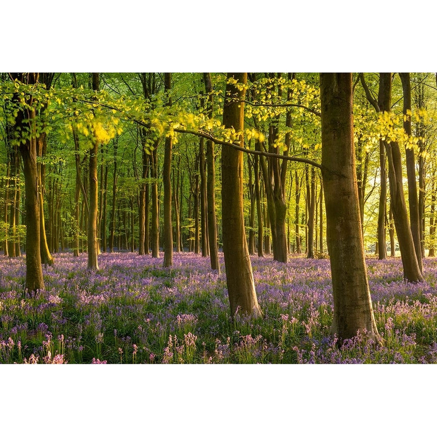 Bluebell Woodland Poster Print - Adam Burton-VARPDX2501945 Image 1