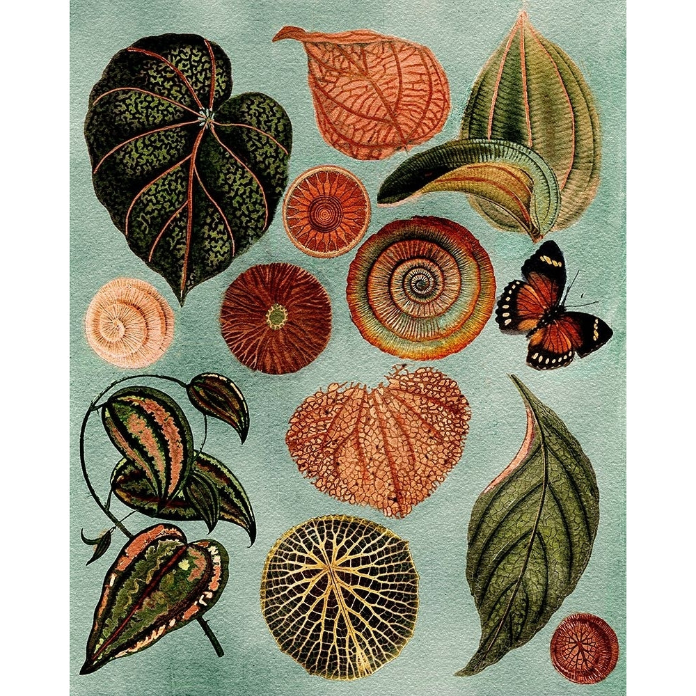 Terracotta Blues Botanical Poster Print - Giovanna Nicolo-VARPDX2502033 Image 1