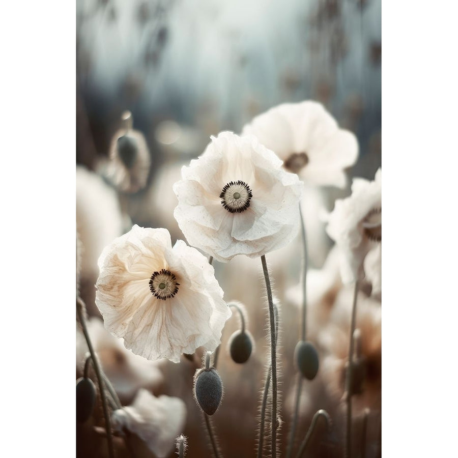 White Poppy Field No 1 Poster Print - Treechild-VARPDX2502750 Image 1