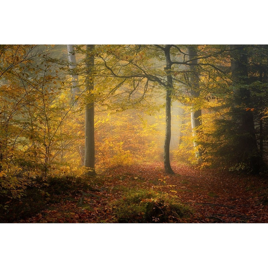 Autumn Trees Poster Print - Norbert Maier-VARPDX2503562 Image 1