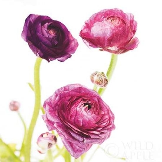 Spring Ranunculus I Poster Print by Laura Marshall-VARPDX25097 Image 1