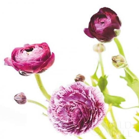 Spring Ranunculus II Poster Print by Laura Marshall-VARPDX25098 Image 1