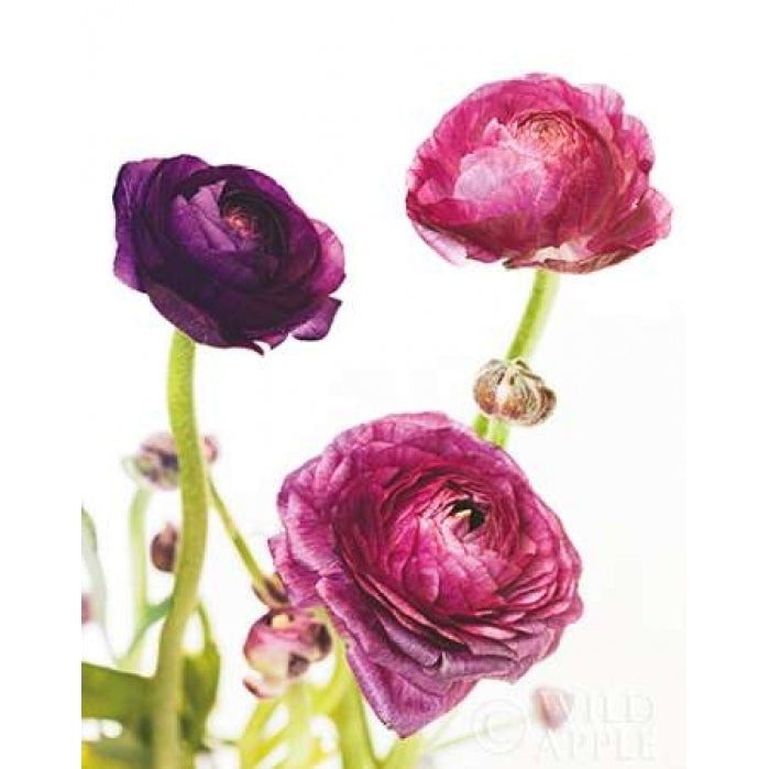 Spring Ranunculus V Poster Print by Laura Marshall-VARPDX25101 Image 1