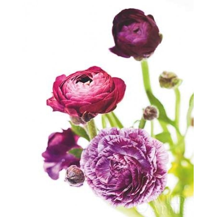 Spring Ranunculus VI Poster Print by Laura Marshall-VARPDX25102 Image 1