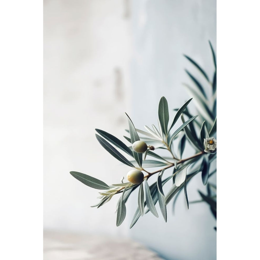 Olives Poster Print - Treechild-VARPDX2513255 Image 1