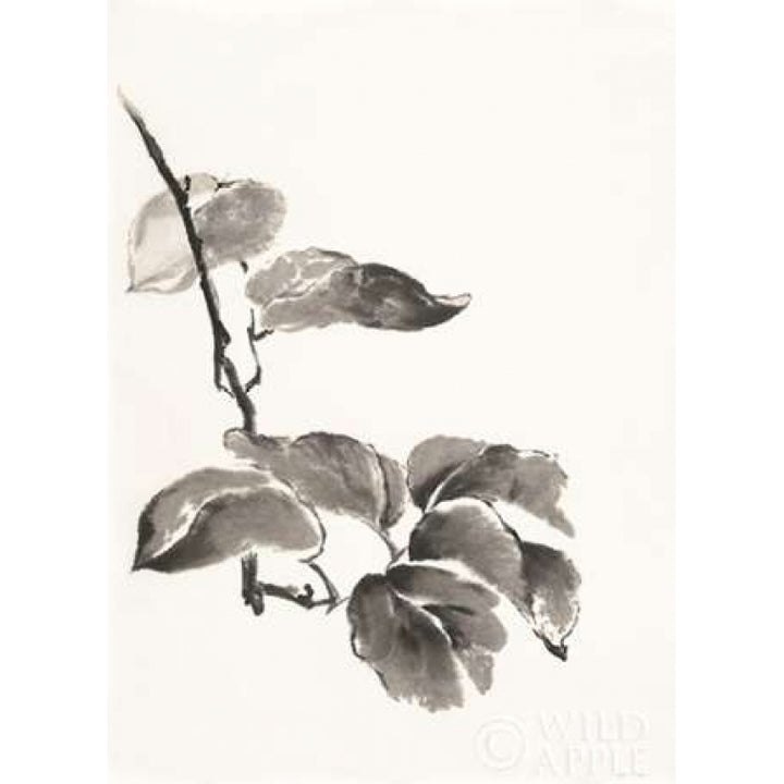 Sumi Kiwi Poster Print by Paschke Chris-VARPDX25165 Image 1