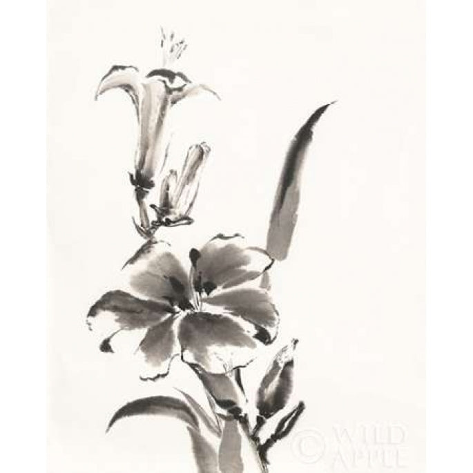 Sumi Daylily III Poster Print by Chris Paschke-VARPDX25169 Image 1