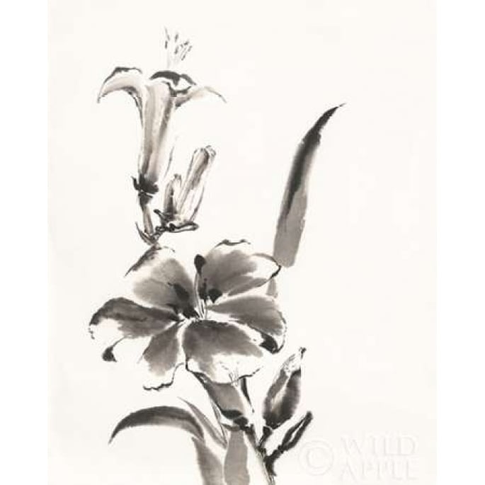 Sumi Daylily III Poster Print by Chris Paschke-VARPDX25169 Image 2