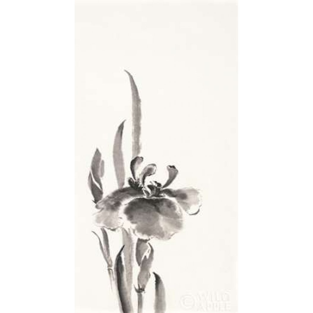 Japanese Iris II Poster Print by Chris Paschke-VARPDX25173 Image 1