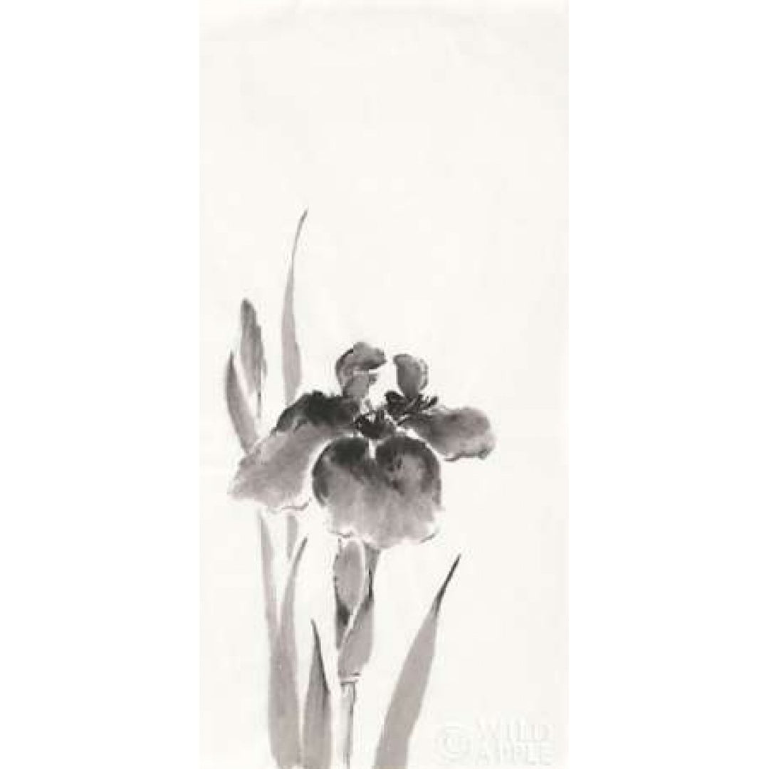 Japanese Iris III Poster Print by Chris Paschke-VARPDX25174 Image 2