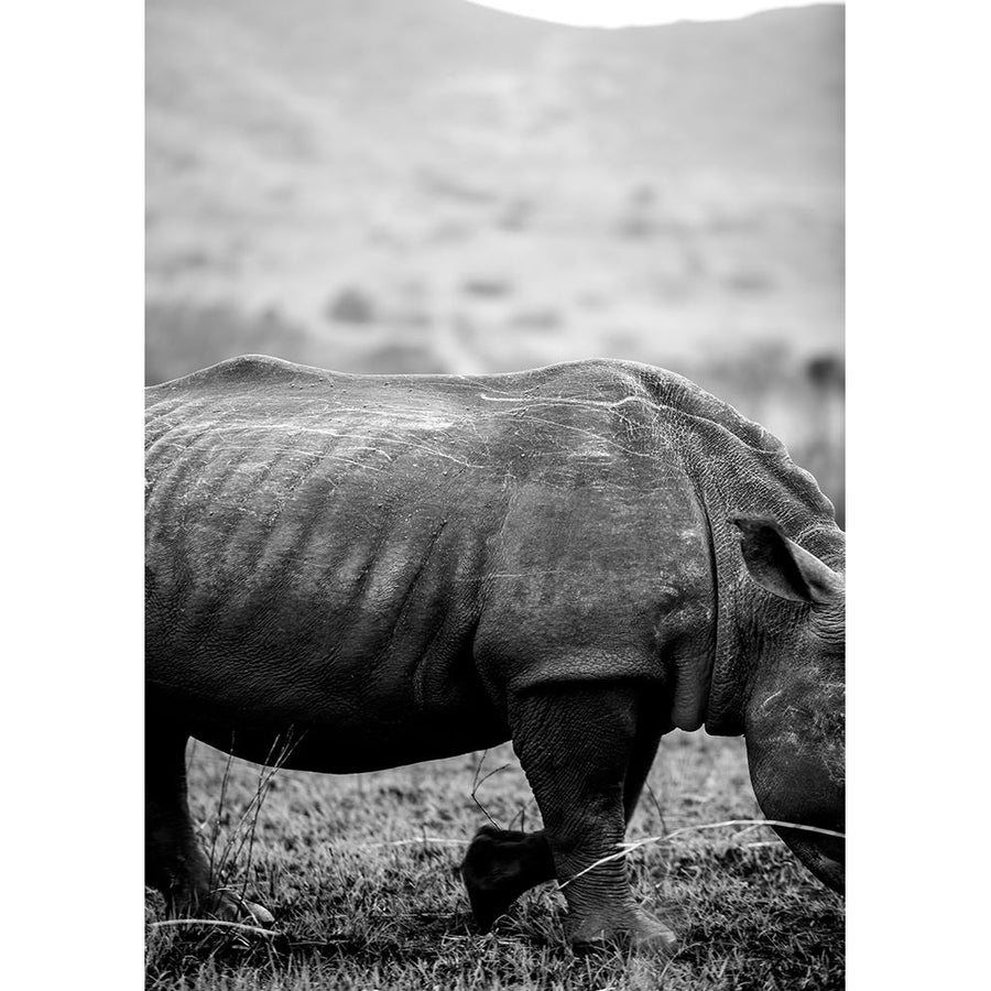 Black Rhino Poster Print - by Clint Shot-VARPDX2518359 Image 1