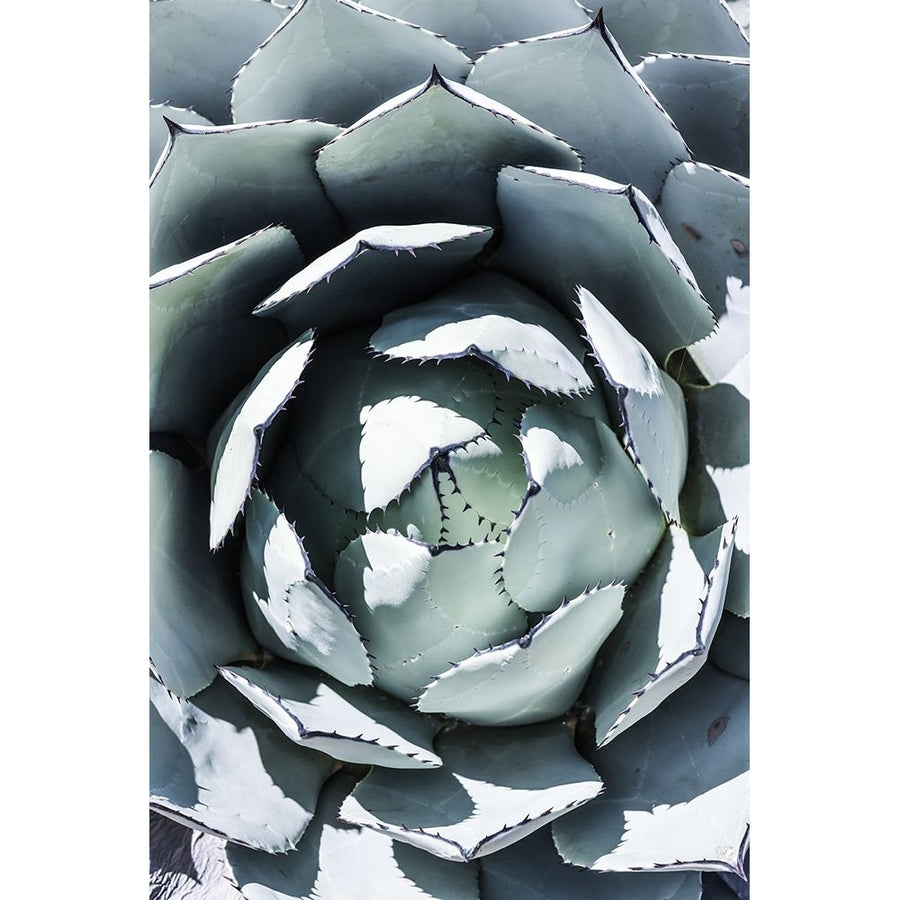 Blue Agave Top Poster Print - by Clint Shot-VARPDX2518365 Image 1