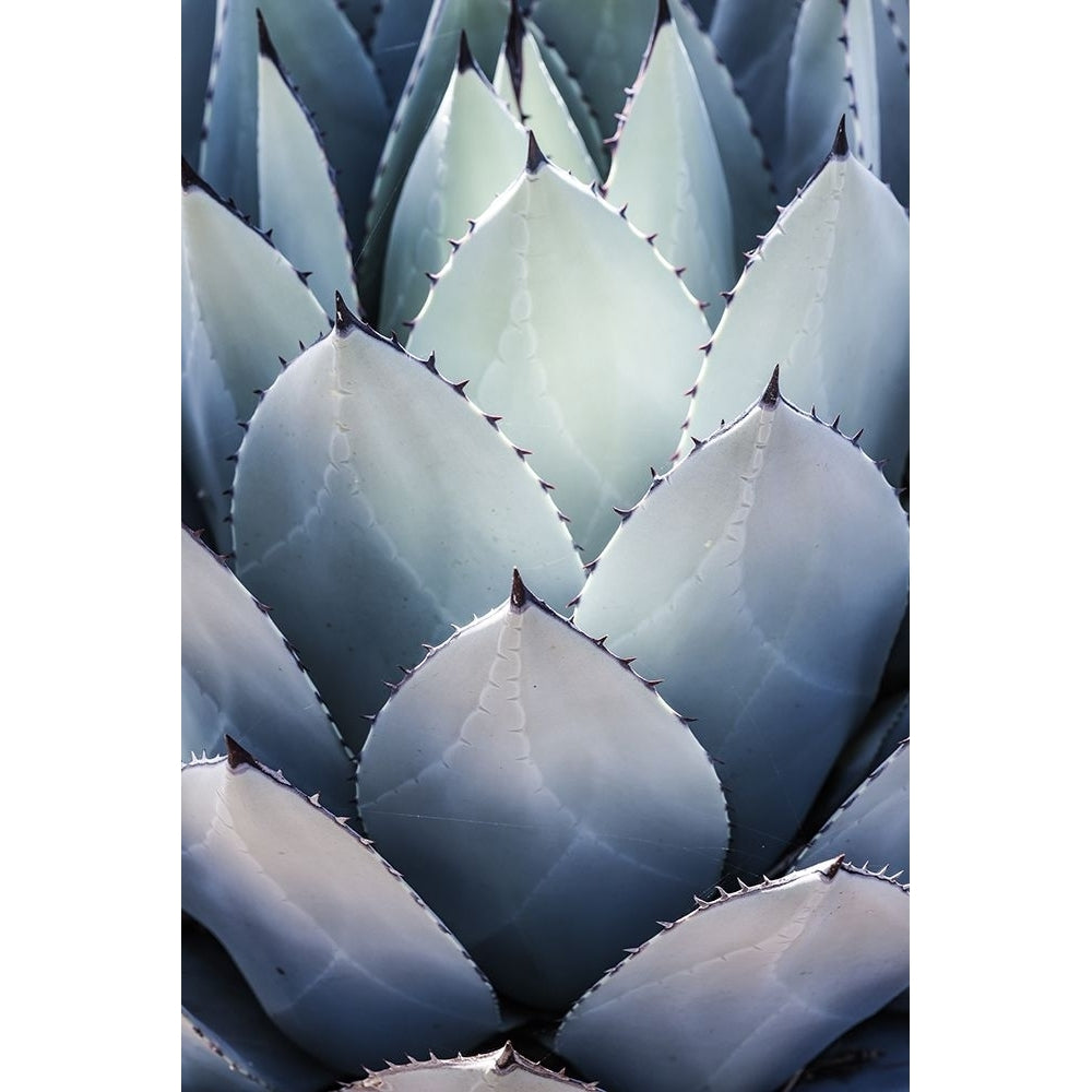 Blue Agave Side Poster Print - by Clint Shot-VARPDX2518364 Image 1