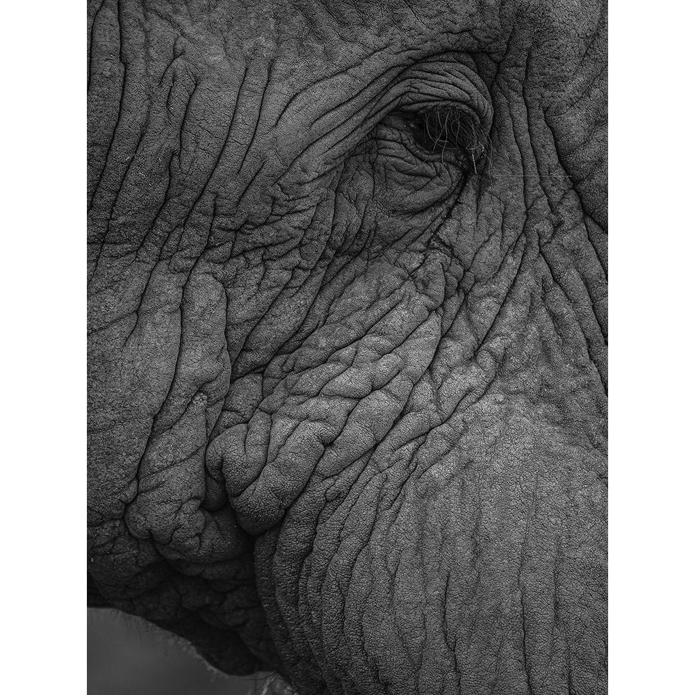 Olifant 01 Poster Print - by Clint Shot-VARPDX2518813 Image 1