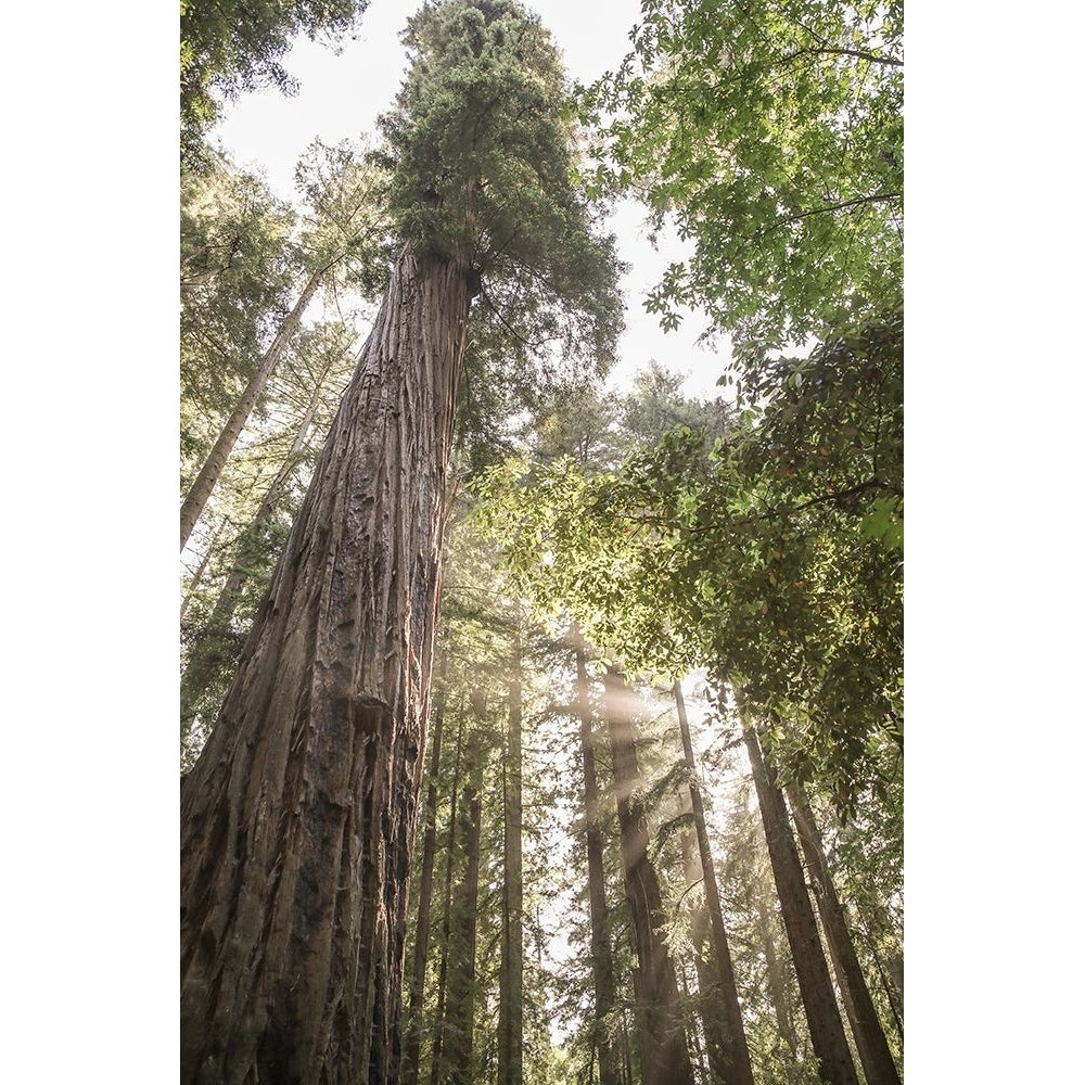 Redwoods Poster Print - by Clint Shot-VARPDX2518879 Image 1