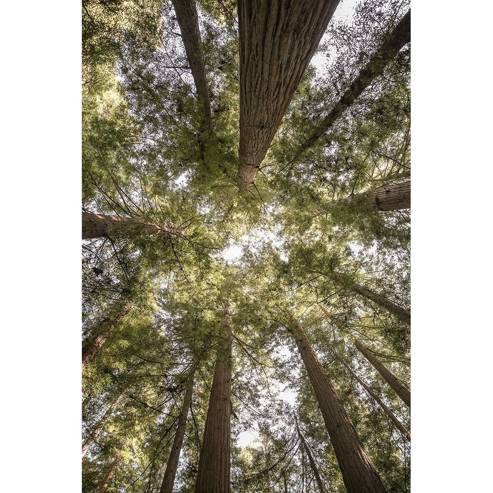 Reedwood Forest Poster Print - by Clint Shot-VARPDX2518881 Image 1