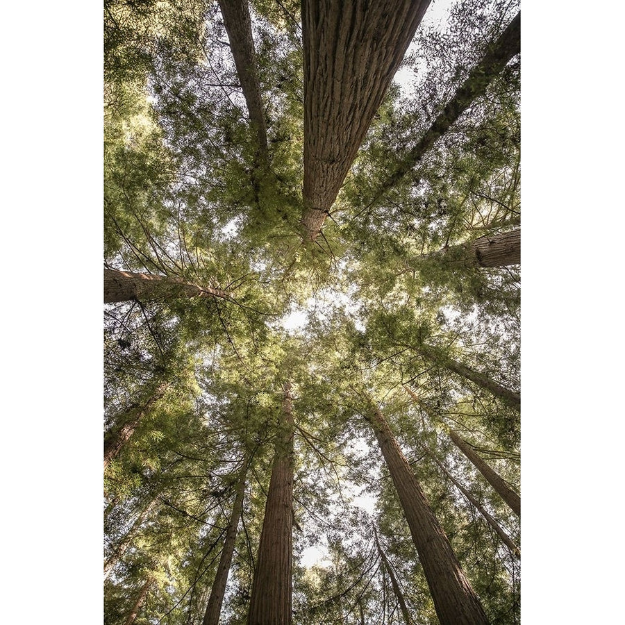 Reedwood Forest Poster Print - by Clint Shot-VARPDX2518881 Image 1