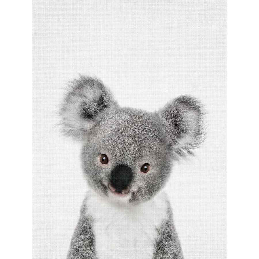 Peekaboo Baby Koala Poster Print - Lola Peacock-VARPDX2523115 Image 1