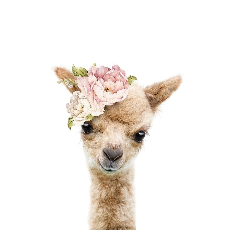 Floral Baby Llama Poster Print - Lola Peacock-VARPDX2523137 Image 1