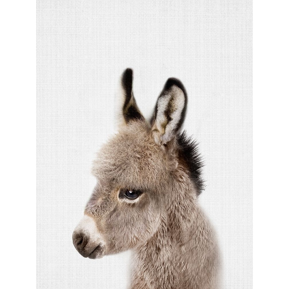 Peekaboo Baby Donkey Poster Print - Lola Peacock-VARPDX2523163 Image 1