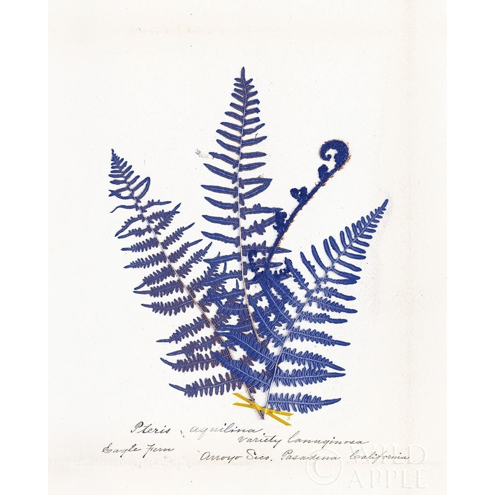 Botanical Fern Iv Blue Light Poster Print by Wild Apple Portfolio-VARPDX25243 Image 1