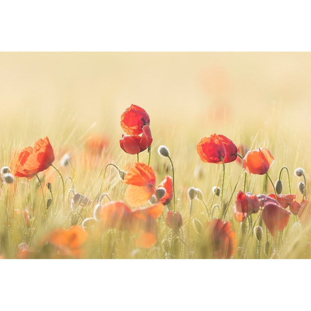 Spring mood! Poster Print - Tony Goran-VARPDX2524040 Image 1