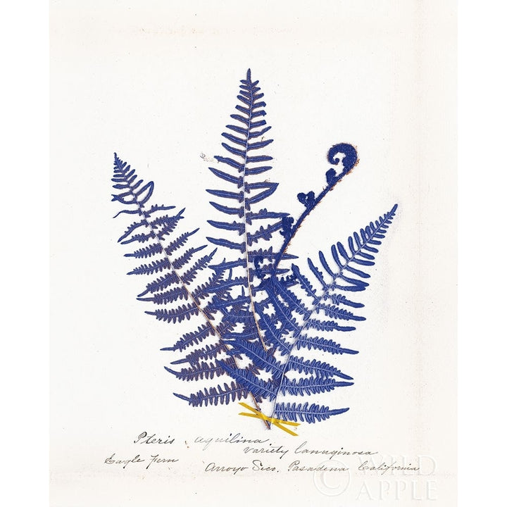 Botanical Fern Iv Blue Light Poster Print by Wild Apple Portfolio-VARPDX25243 Image 2