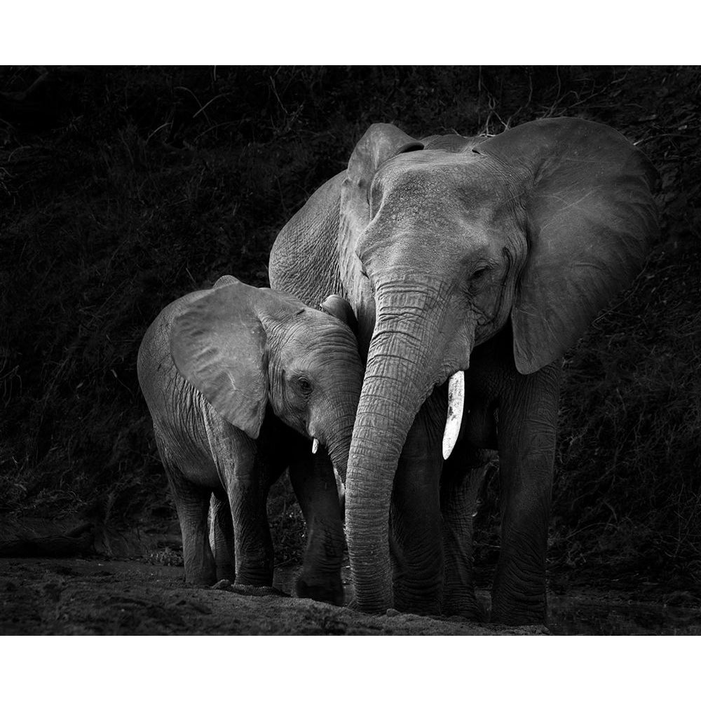 Mother Elephant with Calf Poster Print - Claudi Lourens-VARPDX2524881 Image 1