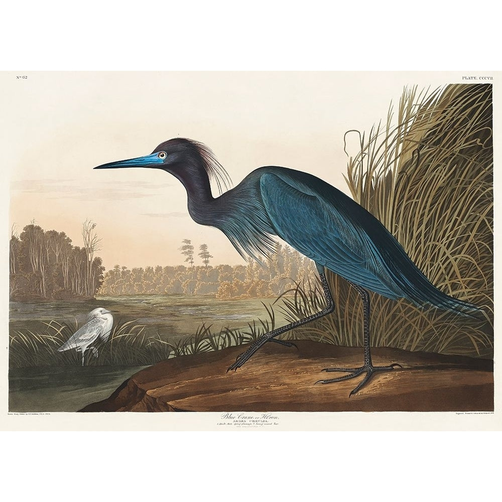 Blue Crane or Heron From Birds of America-VARPDX2527031 Image 1