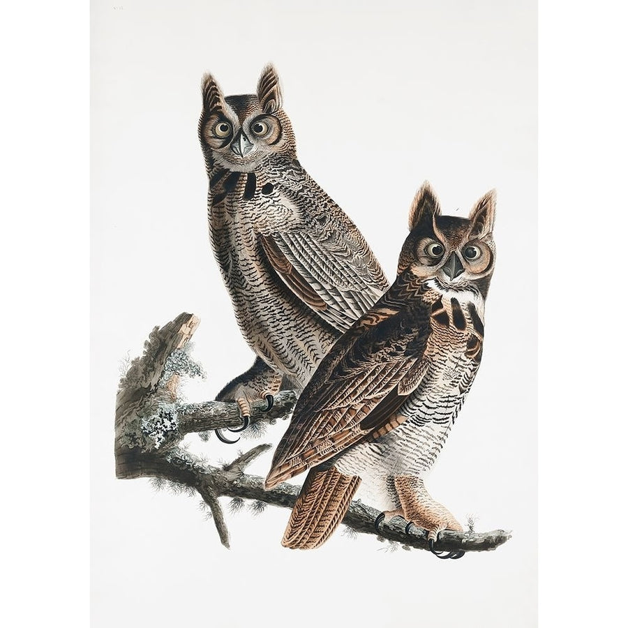 Great Horned Owl From Birds of America-VARPDX2527040 Image 1