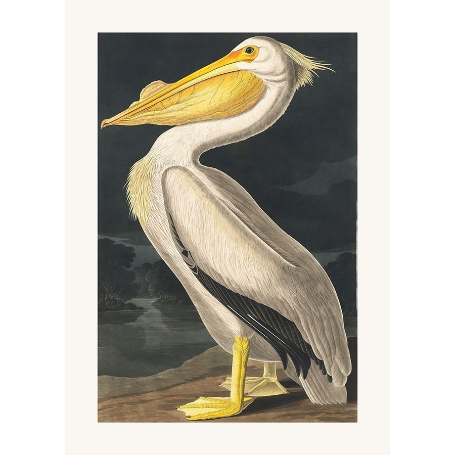 American White Pelican From Birds of America-VARPDX2527027 Image 1