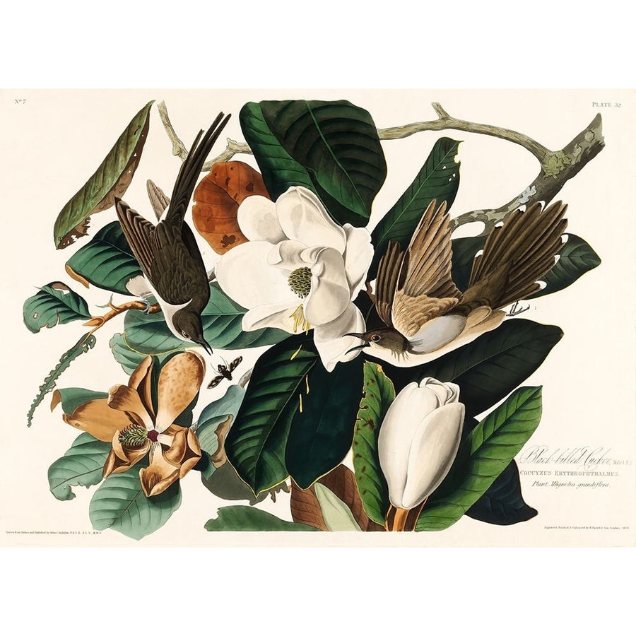 Black Billed Cuckoo From Birds of America-VARPDX2527030 Image 1